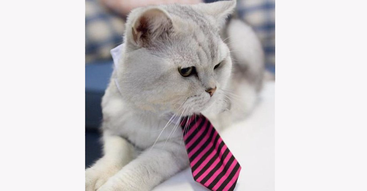 Adjustable Cat Tie Color Random