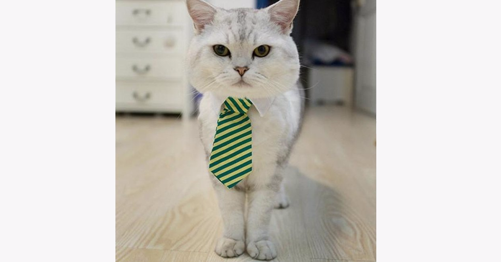 Adjustable Cat Tie Color Random