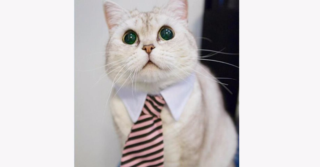 Adjustable Cat Tie Color Random