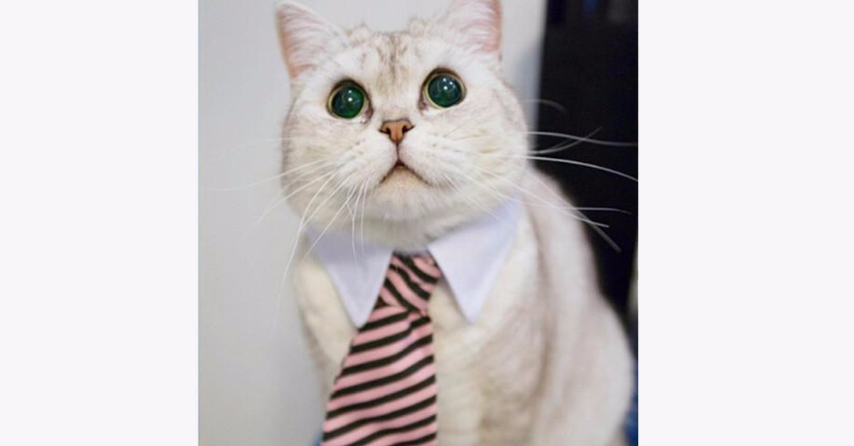 Adjustable Cat Tie Color Random