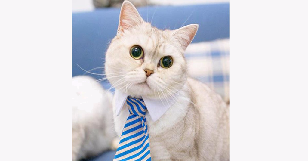 Adjustable Cat Tie Color Random
